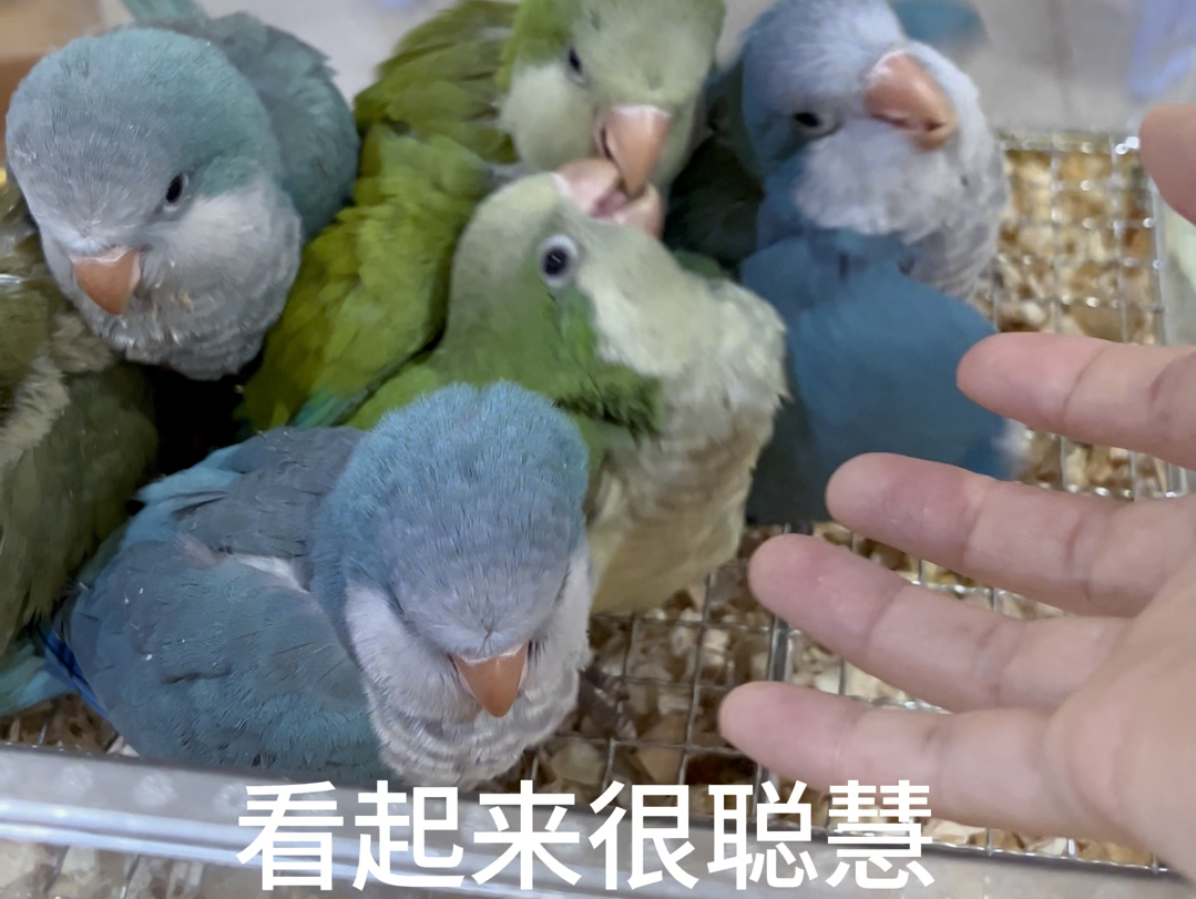 花鸟市场去不得,不然又买了一只