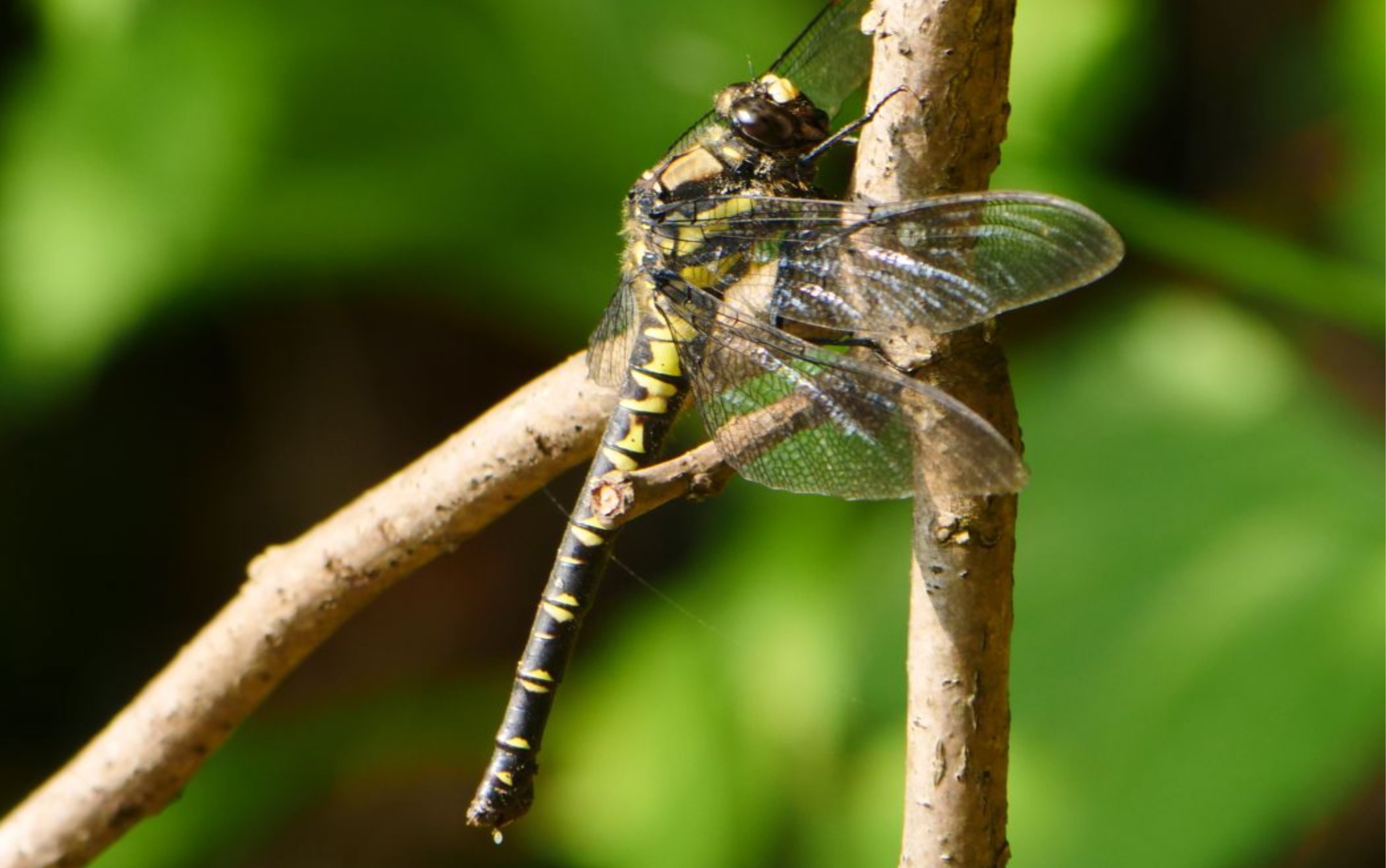 【搬运】Tanypteryx pryeri 日本古蜓稚虫野外自然生态哔哩哔哩bilibili