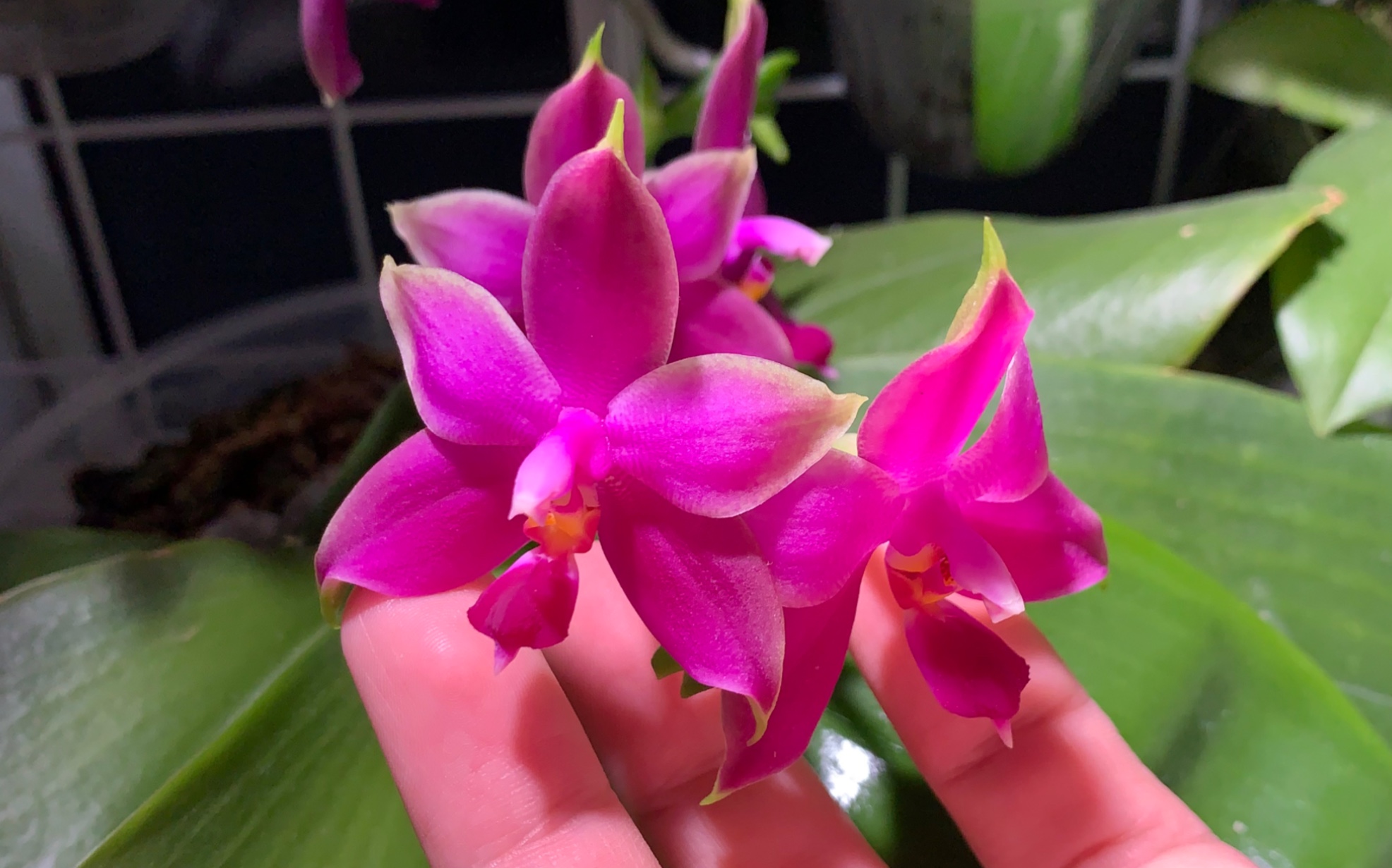 【我的最爱】苏门答腊荧光蝴蝶兰 phalaenopsis violacea var.