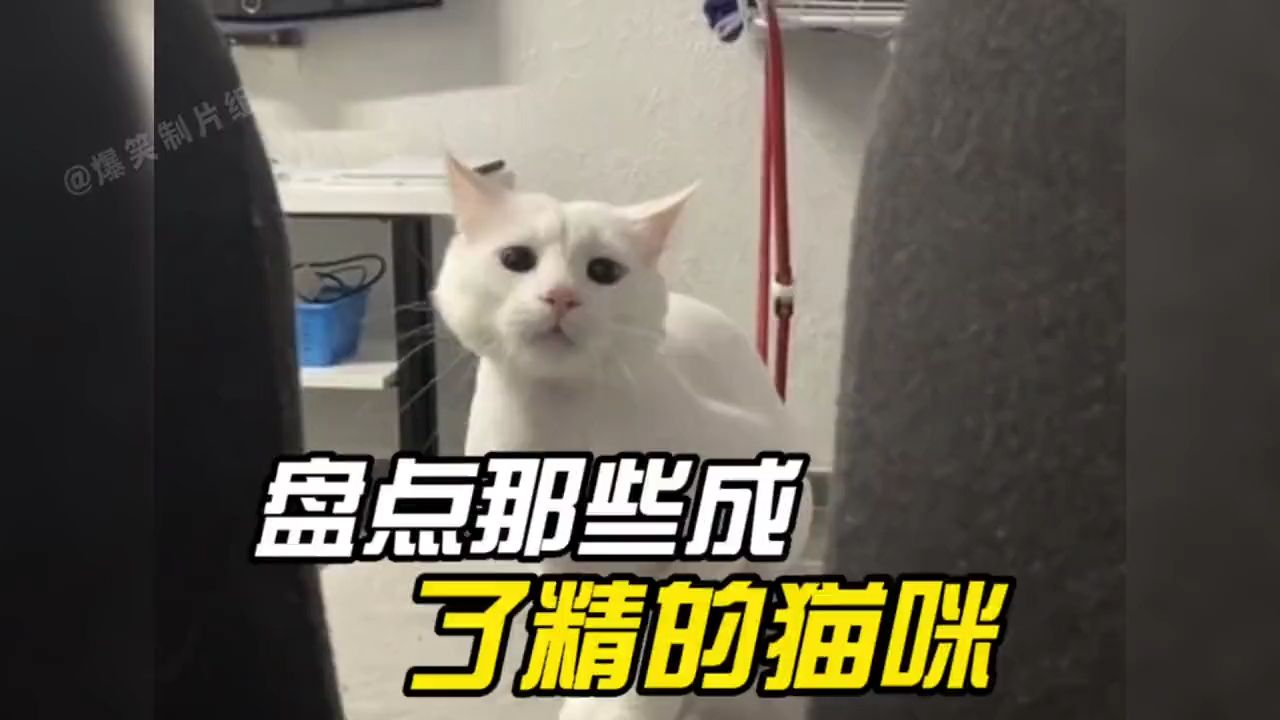 [图]盘点那些成了精的猫咪#猫咪的迷惑行为 #反骨猫