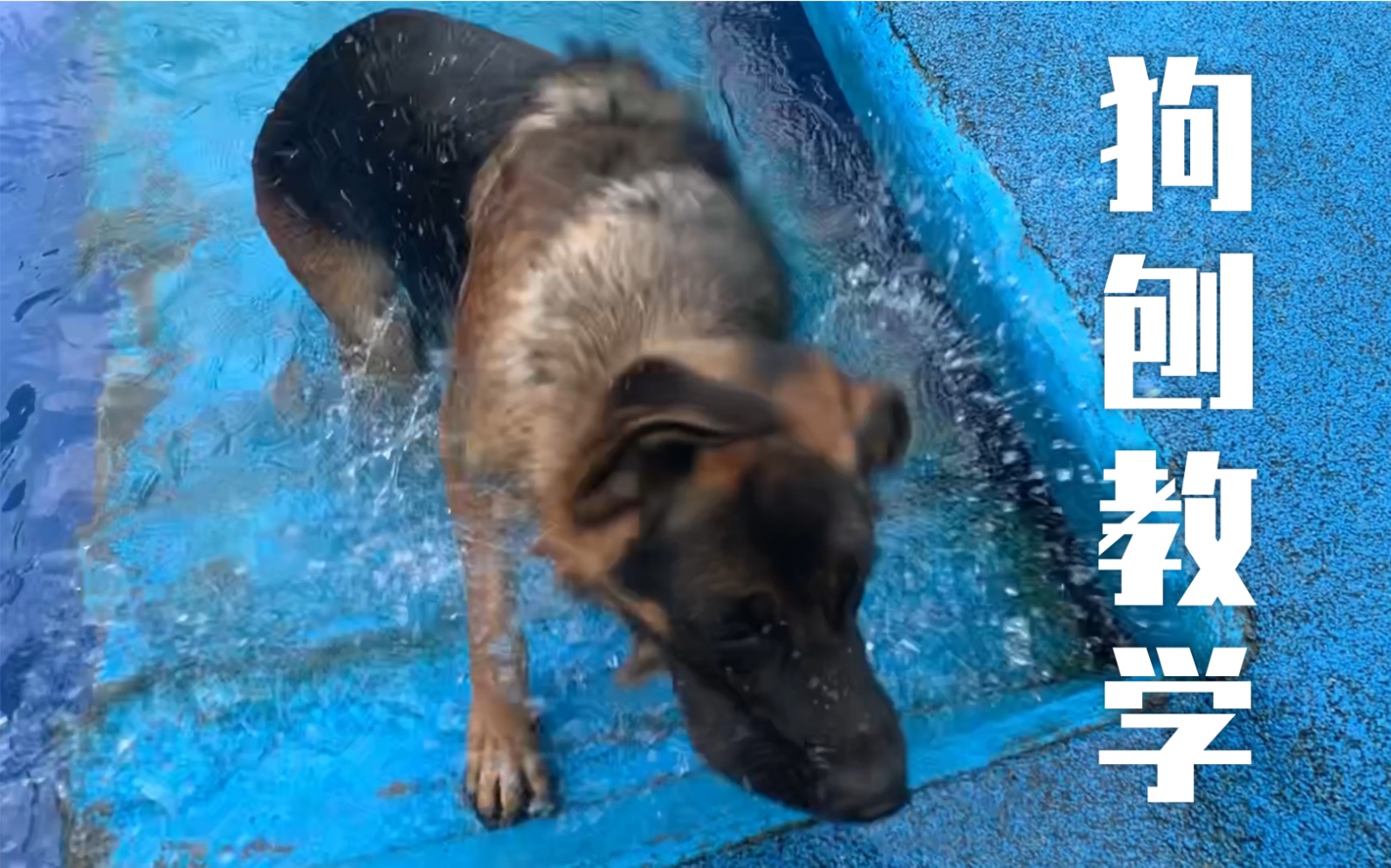 狗刨在线教学?慢动作揭秘德牧是如何游泳的.