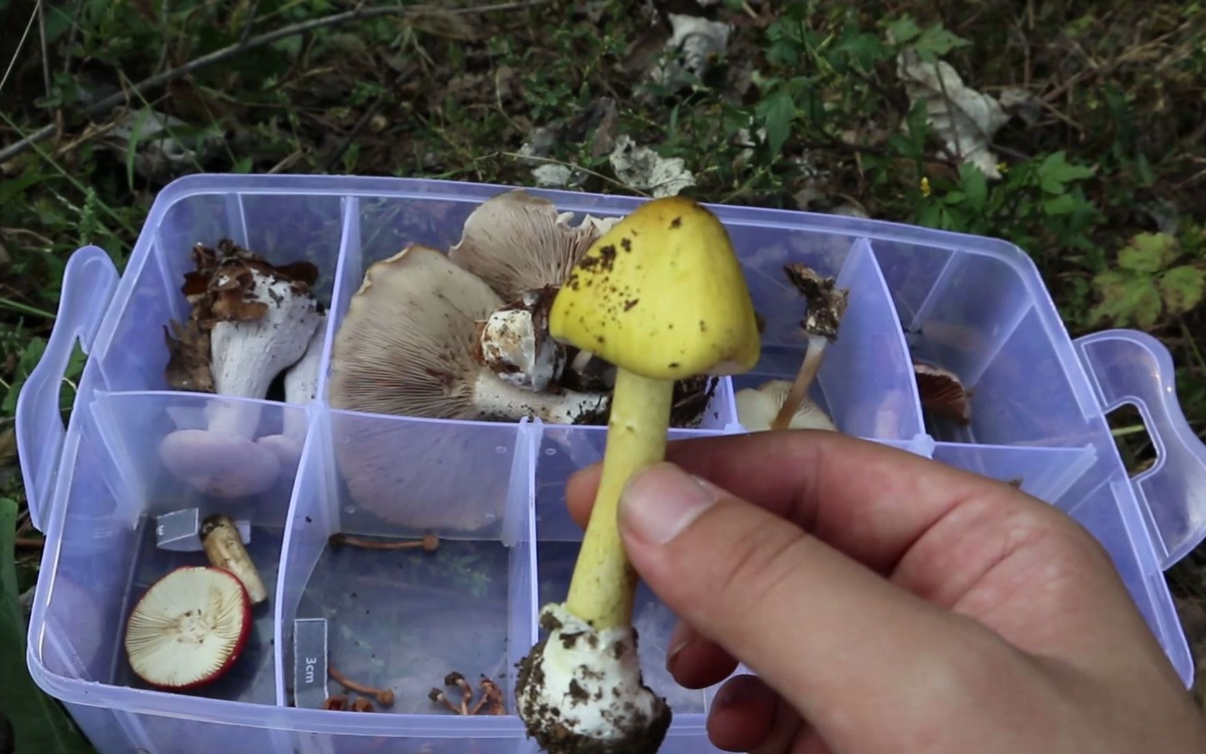 大连市山上发现剧毒的黄盖鹅膏,采野蘑菇需小心