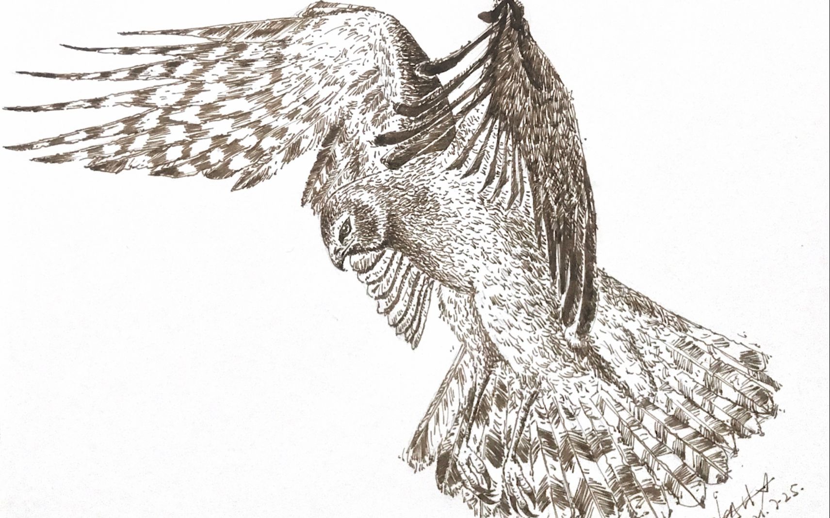 【钢笔速写】动物 老鹰