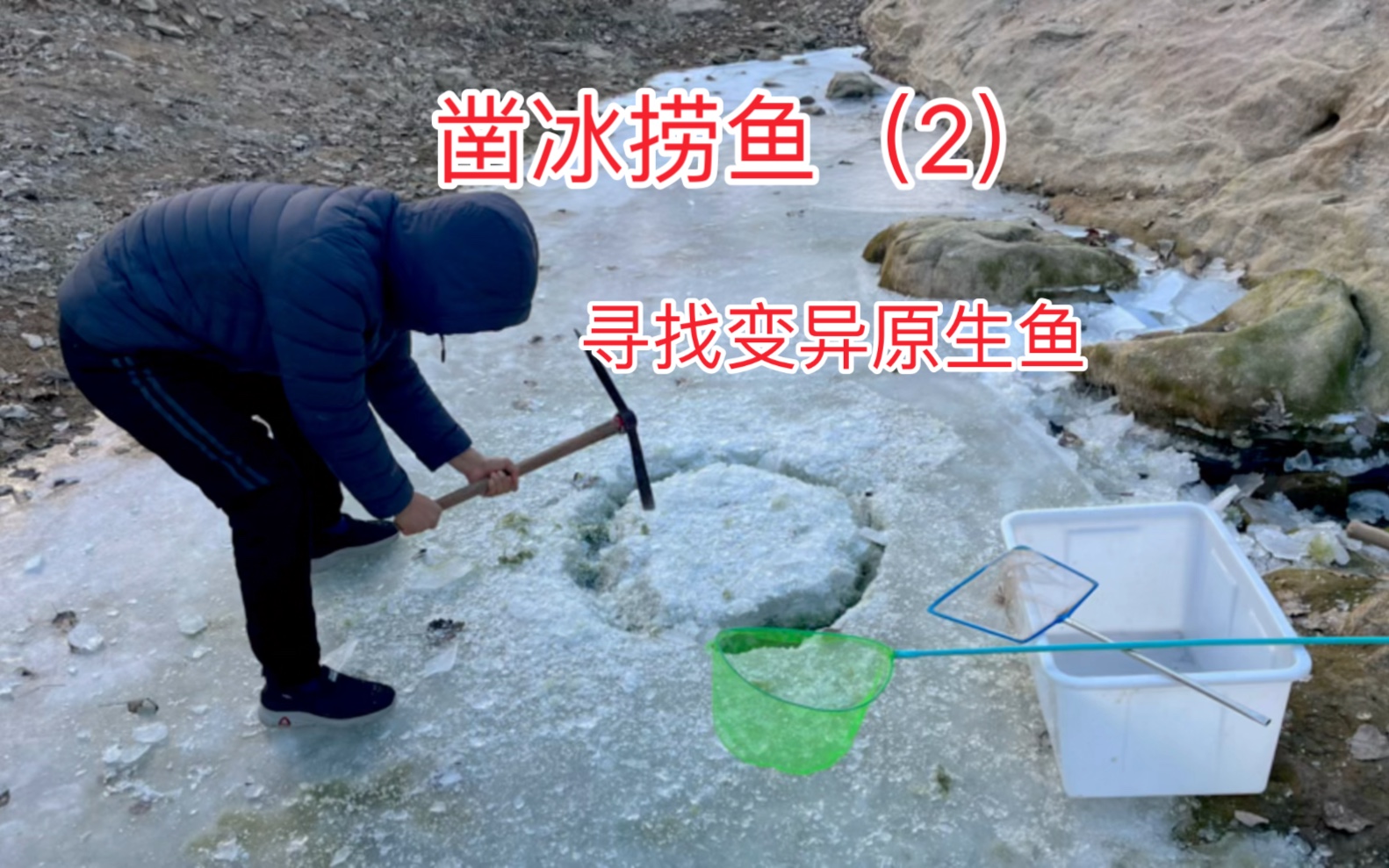 凿冰捞鱼(2)寻找变异原生鱼 水位持续下降,水体继续缩小,里边的鱼已经危在旦夕,该怎么办?-a啊桥原生a-a啊桥原生a-哔哩哔哩视频
