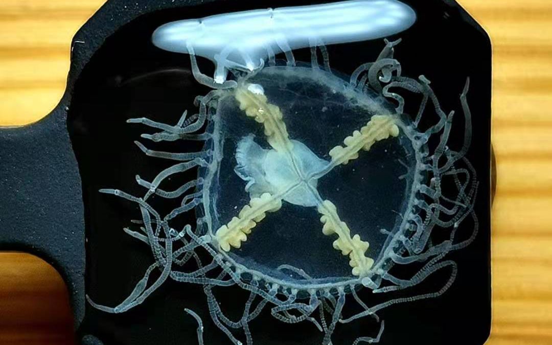 我把水母做成标本了