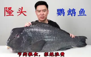 隆头鱼 搜索结果 哔哩哔哩 Bilibili