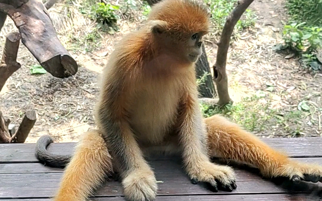 大连动物园金丝猴大宝图片