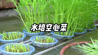 Download Video: 在家水培空心菜，简简单单