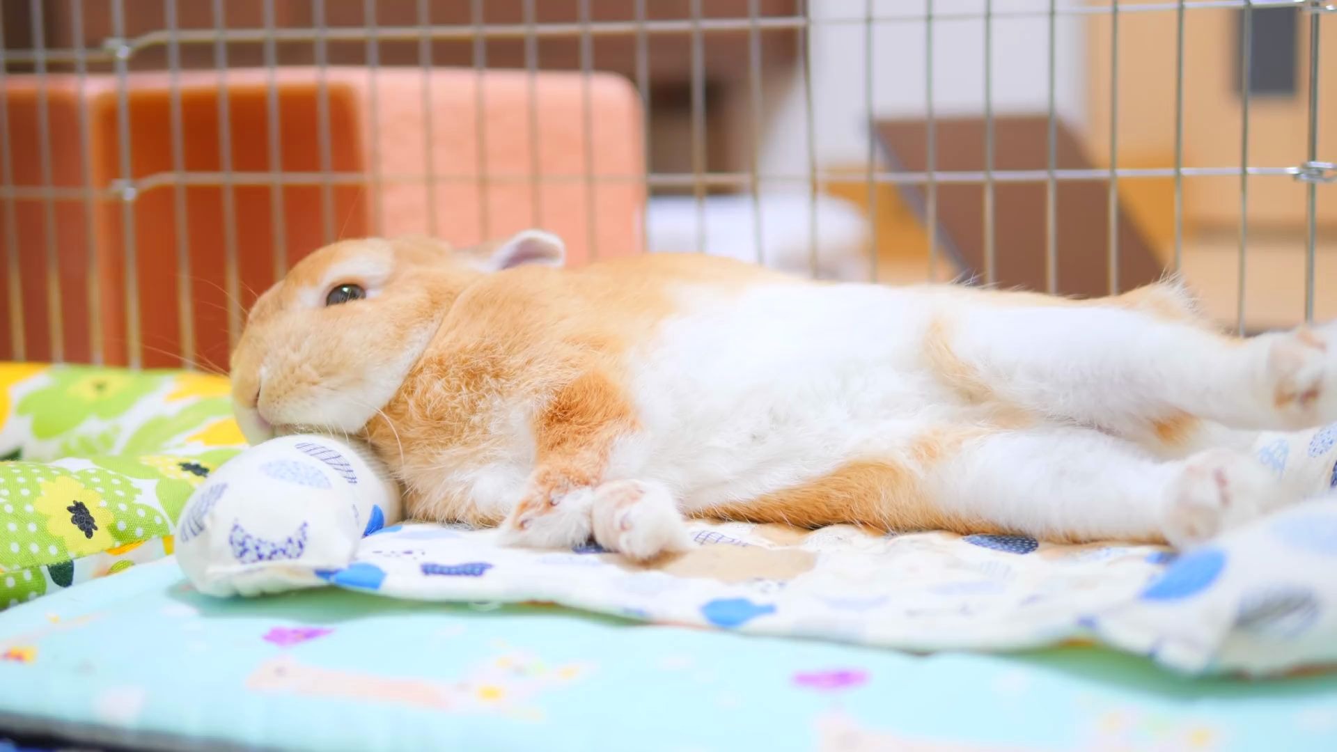 【侏儒兔】没有防备的小兔兔很快就睡着啦