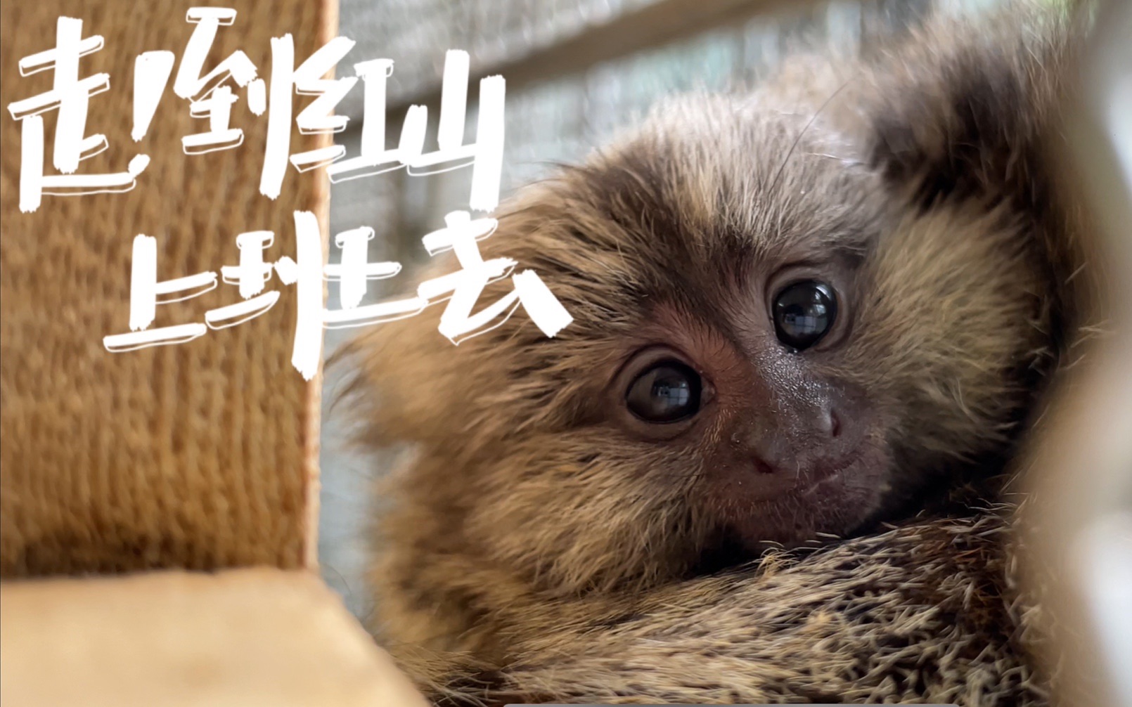 【绒猴馆】谁才是天底下最可爱的小猴？！_哔哩哔哩_bilibili