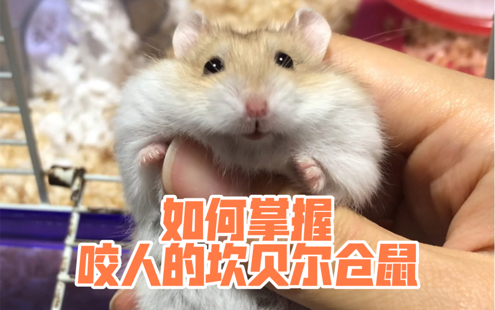 炸药三妹示范 如何掌握咬人的坎贝尔仓鼠_哔哩哔哩_bilibili