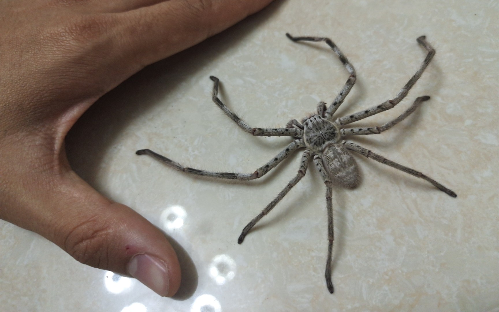 【意想不到】澳洲白猎人蛛内斗