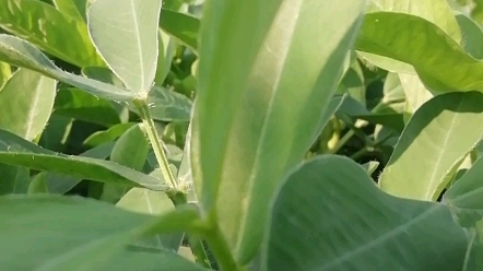 我是瓜田里的猹