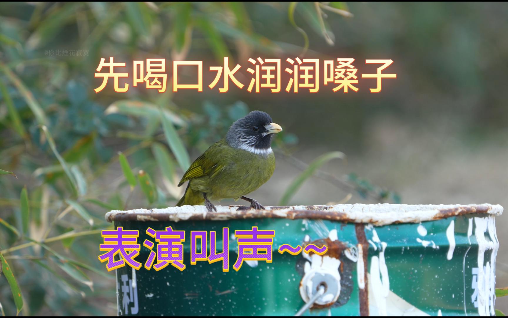 摄影日记-领雀嘴鹎叫声