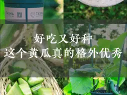 Download Video: 好吃又好种🥒这个黄瓜真的格外优秀