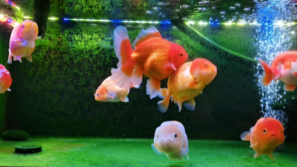 兰寿泰狮缸爆藻效果还行,就是长出来的藻不长绒