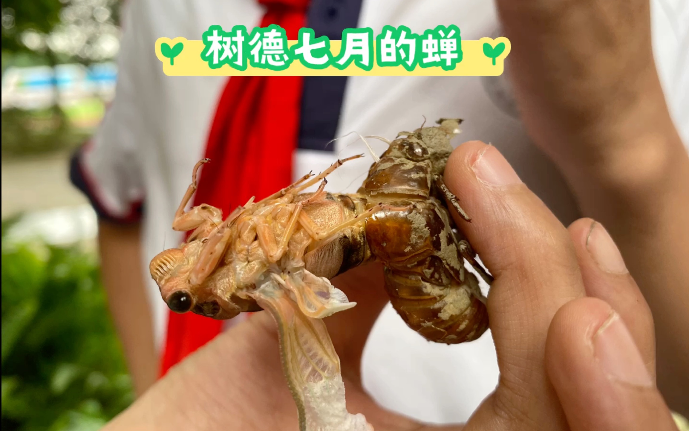 树德七月的蝉—羽化全过程被看到啦!厉害了初一的小朋友们