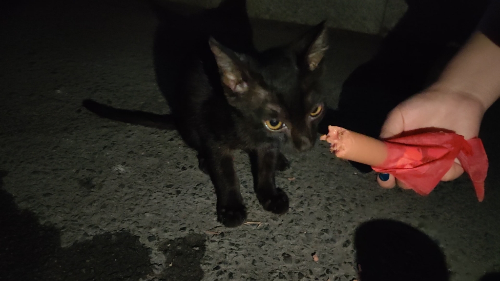 快递站门口的黑色小野猫不见了,最近只看到一只三花_哔哩哔哩