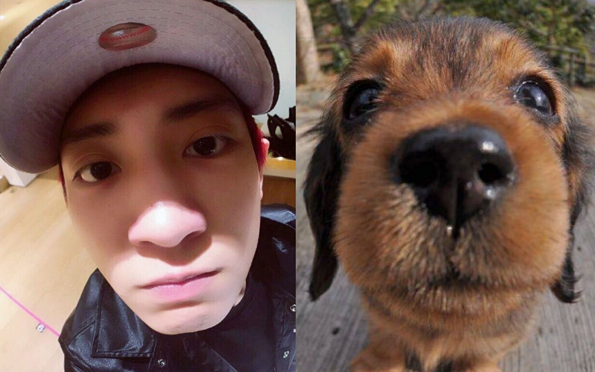 【朴灿烈】犬系男友朴灿烈:你的男友已上线