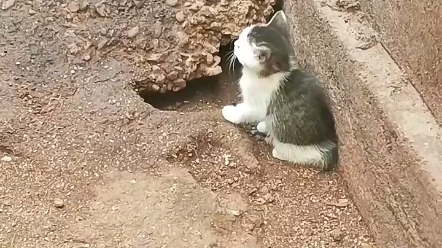 [图]直击猫鼠大战现场，猫咪不但大获全胜，还一举占领了老鼠的城堡！