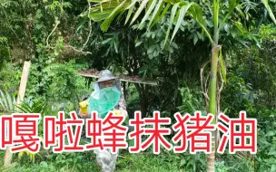 Video herunterladen: 嘎啦蜂抹猪油