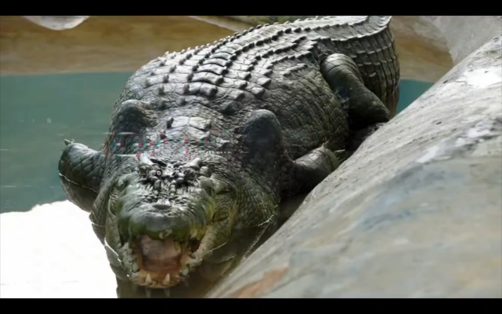 人类史上的十大巨鳄,第一名长达8.6米!