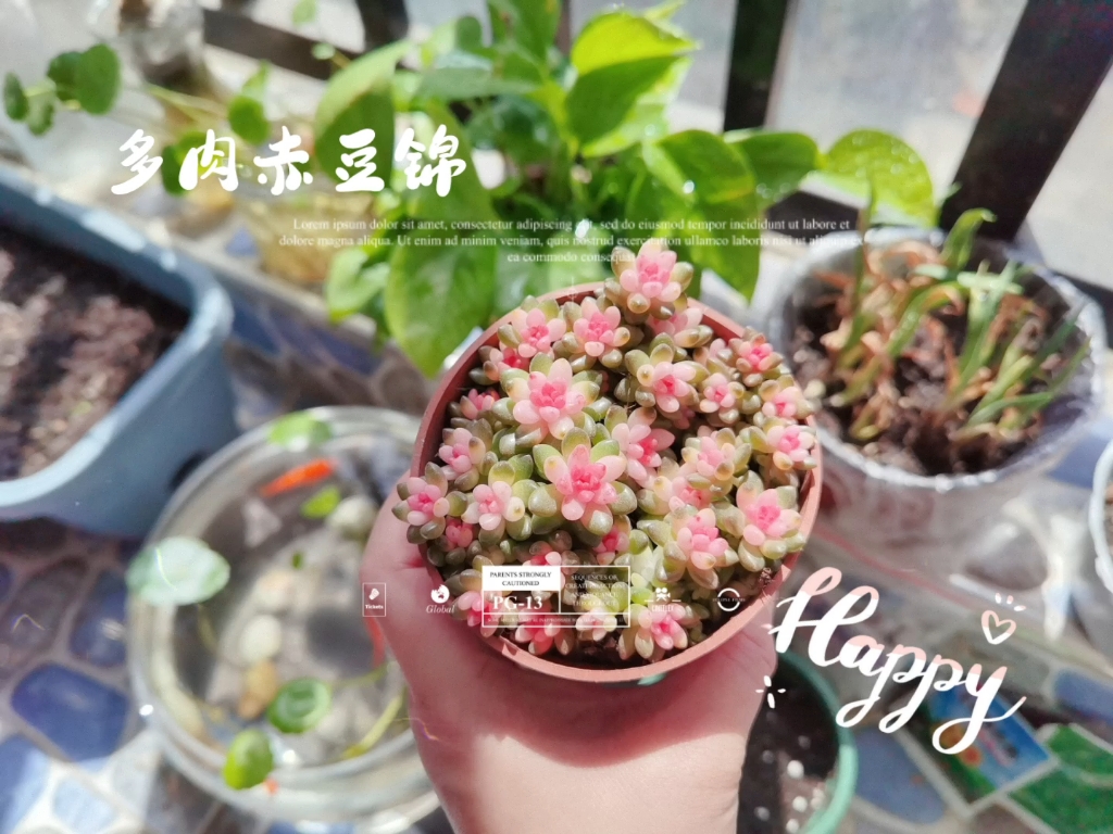 春 · 多肉赤豆锦