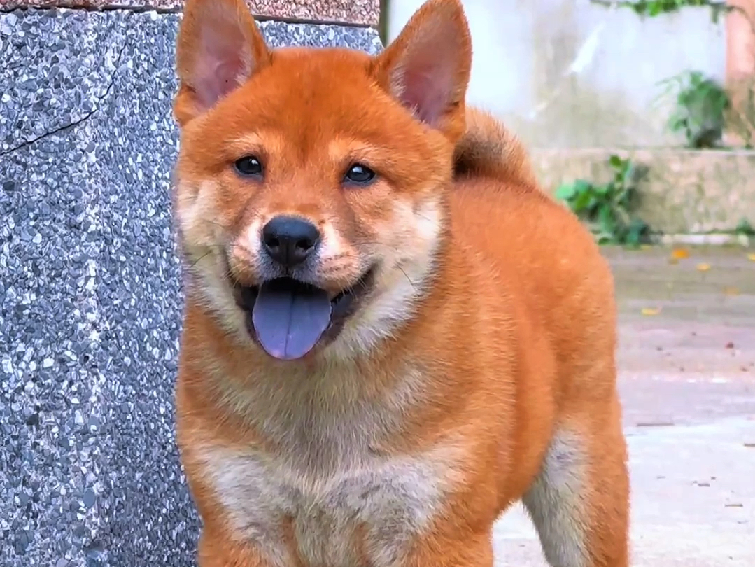 无论你多晚回来,深夜在门口等你的一定是你家狗