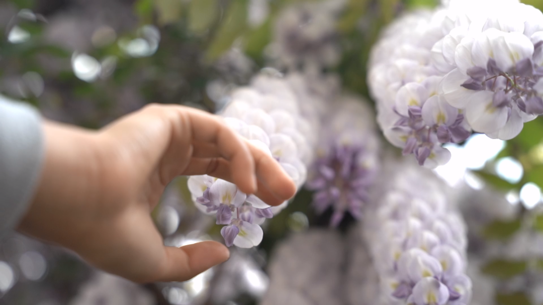 [图]怕你错过了那年花开