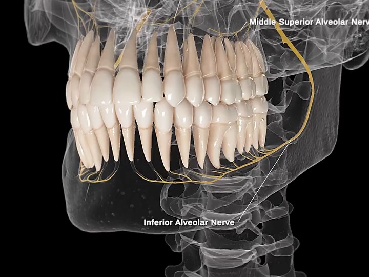 牙槽神经: 牙齿的感觉通道哔哩哔哩bilibili