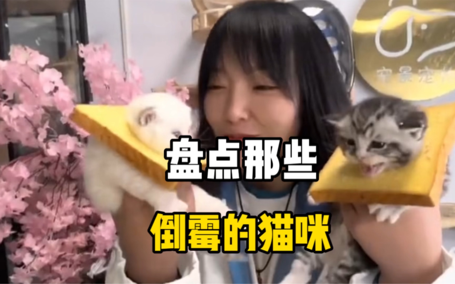 [图]盘点那些被玩坏了的猫咪