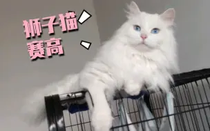 下载视频: 狮子猫都是什么神仙颜值，我真的太爱它了。