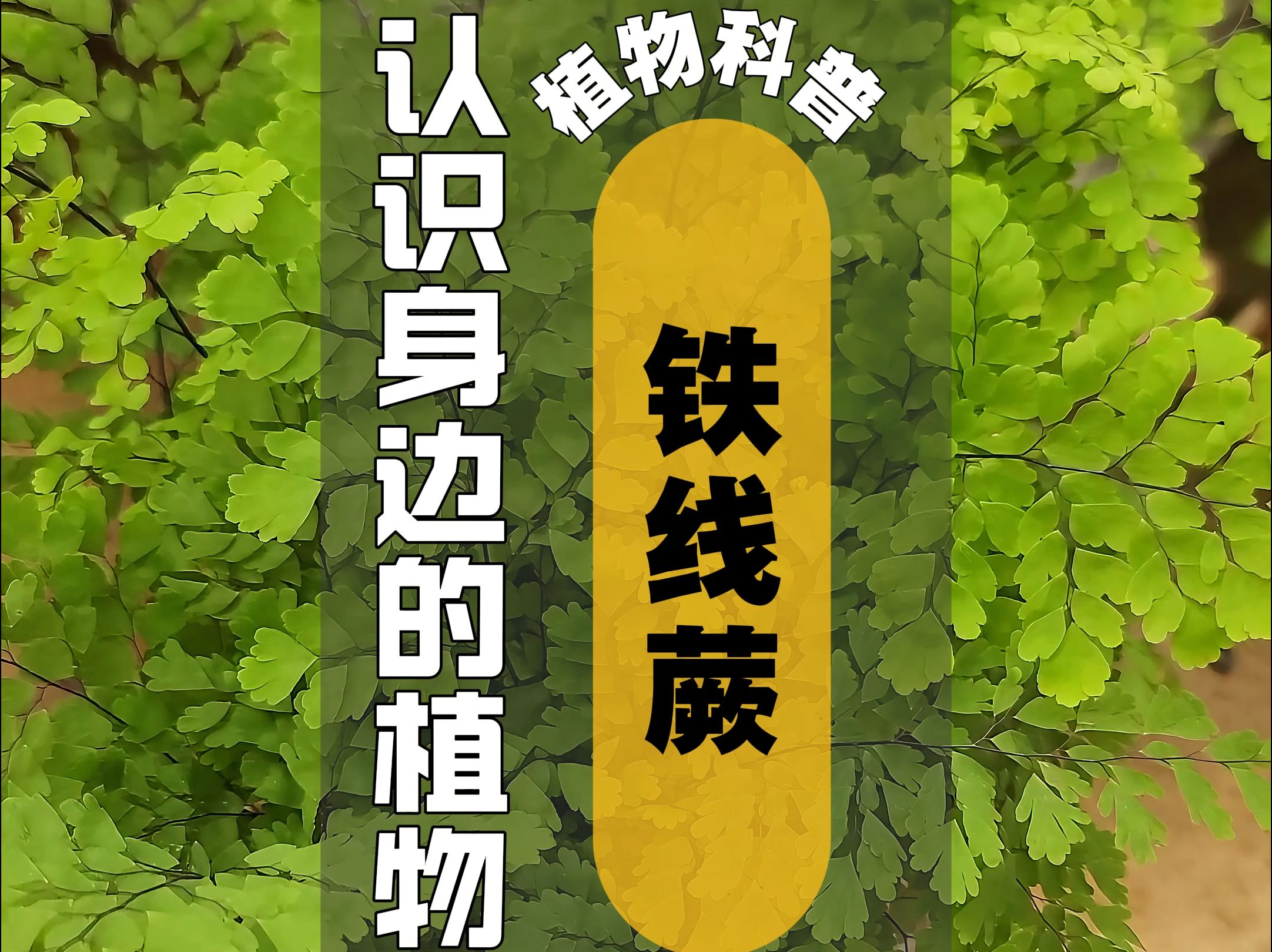 植物科普 I 铁线蕨哔哩哔哩bilibili