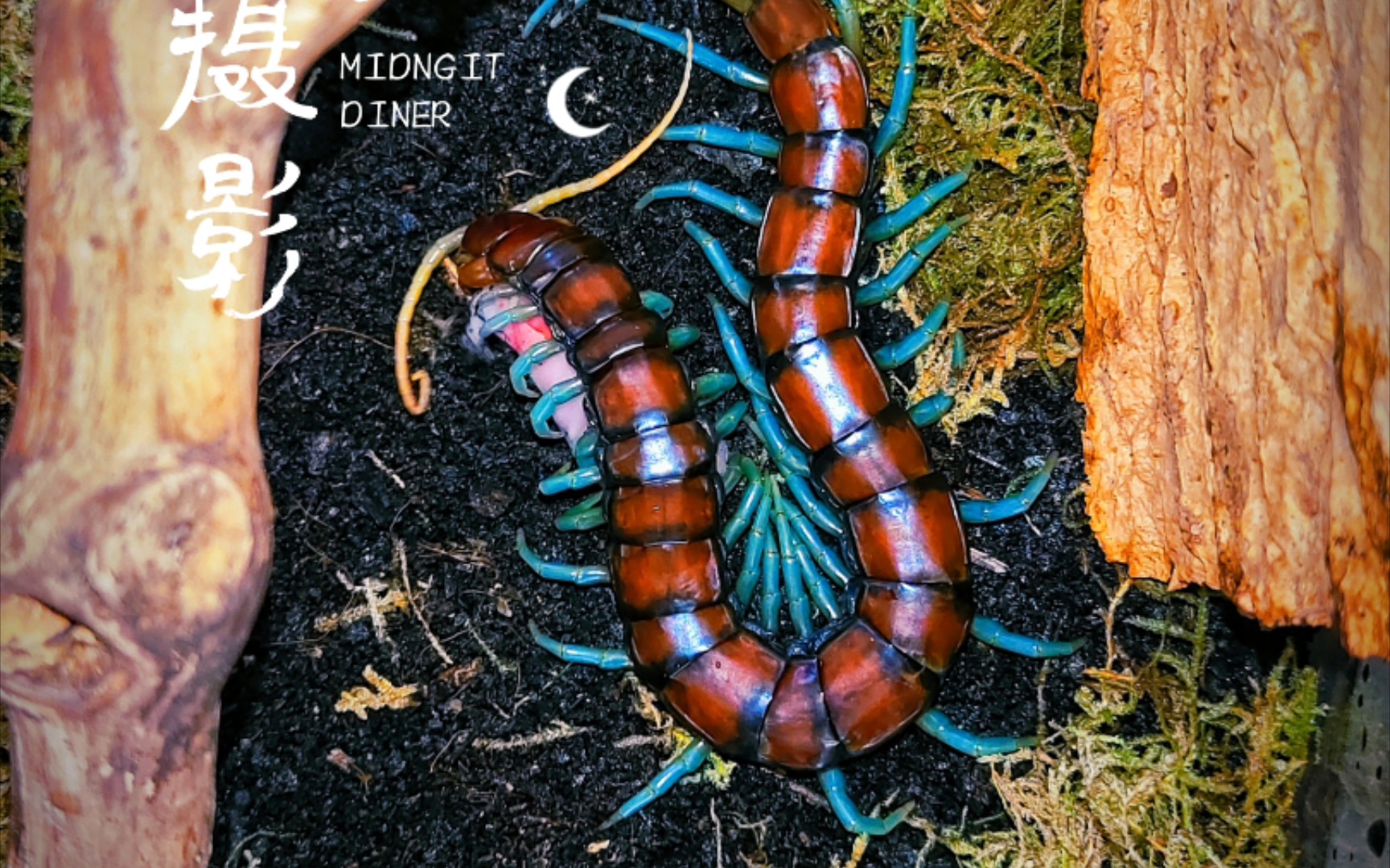 薄荷类蜈蚣,环境布置分享介绍,简易造景