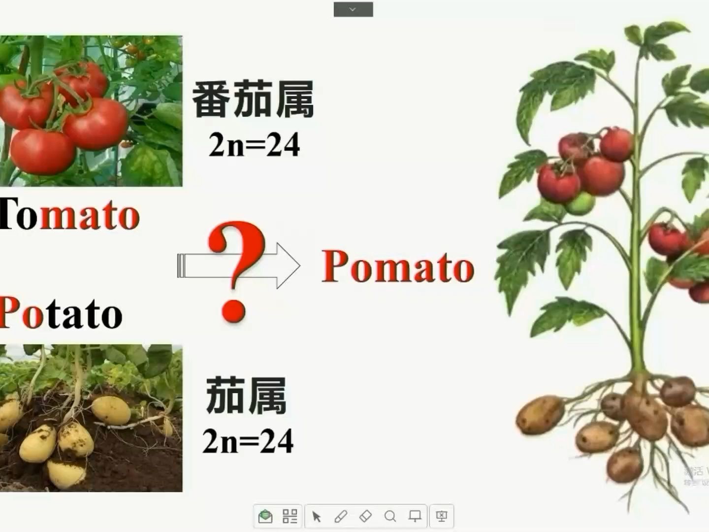 植物體細胞雜交(培育超級作物pomato高二)