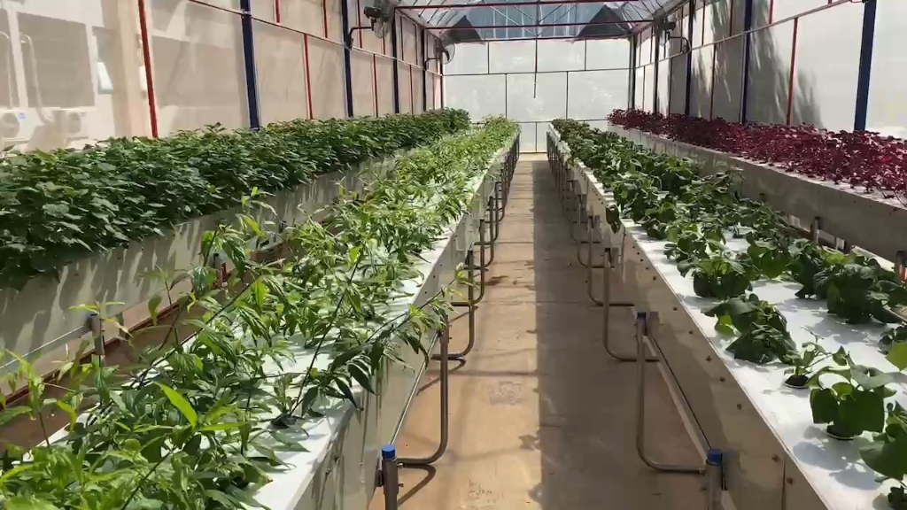 气雾栽培-中草药