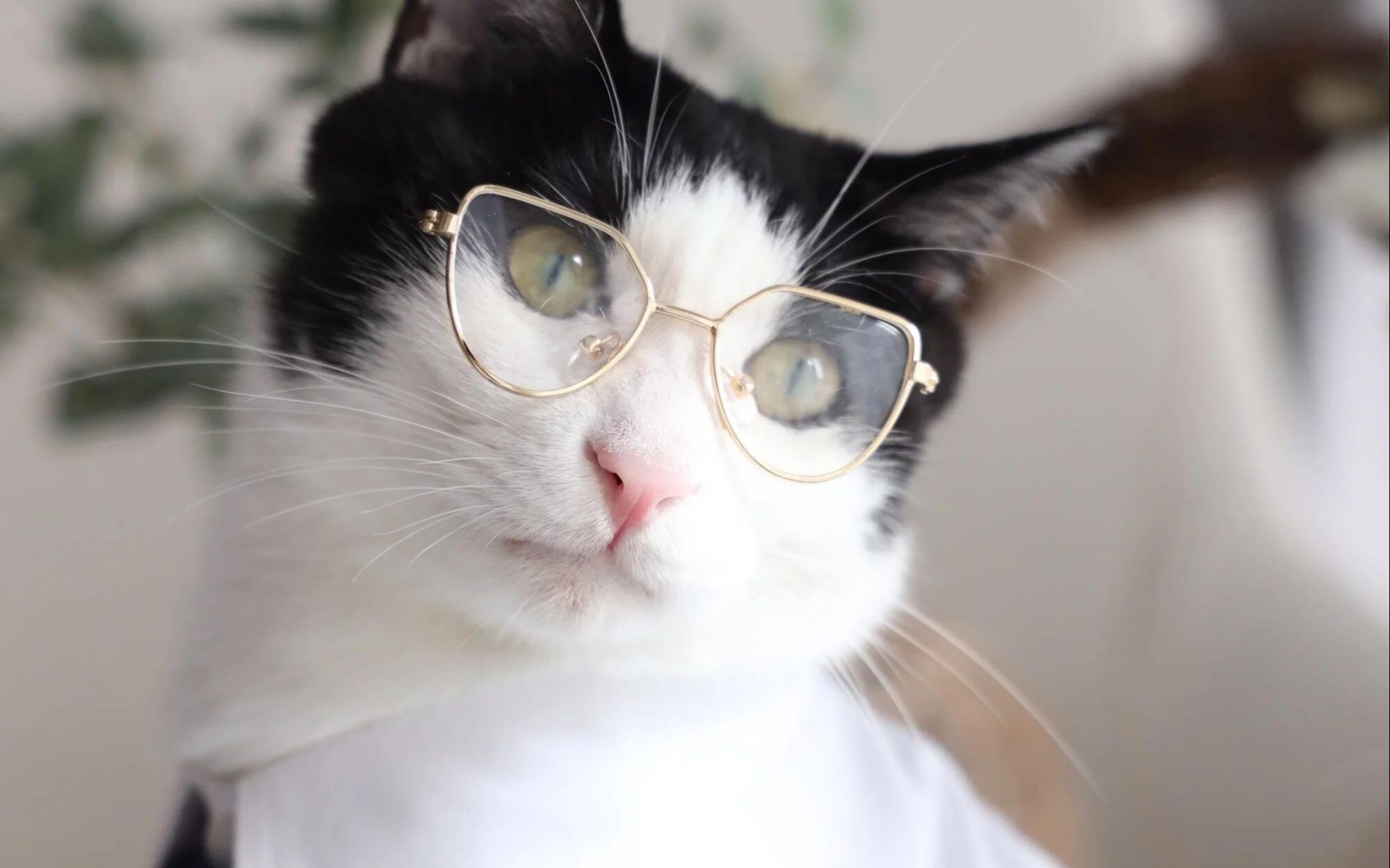 【花花与三猫】中分