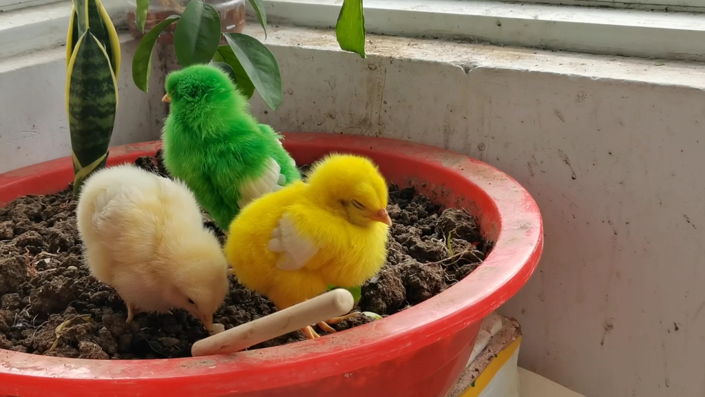 注意看这只绿鸡,它的动作很奇怪呢