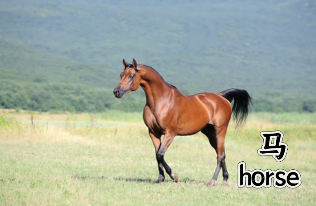 每天一个英文单词