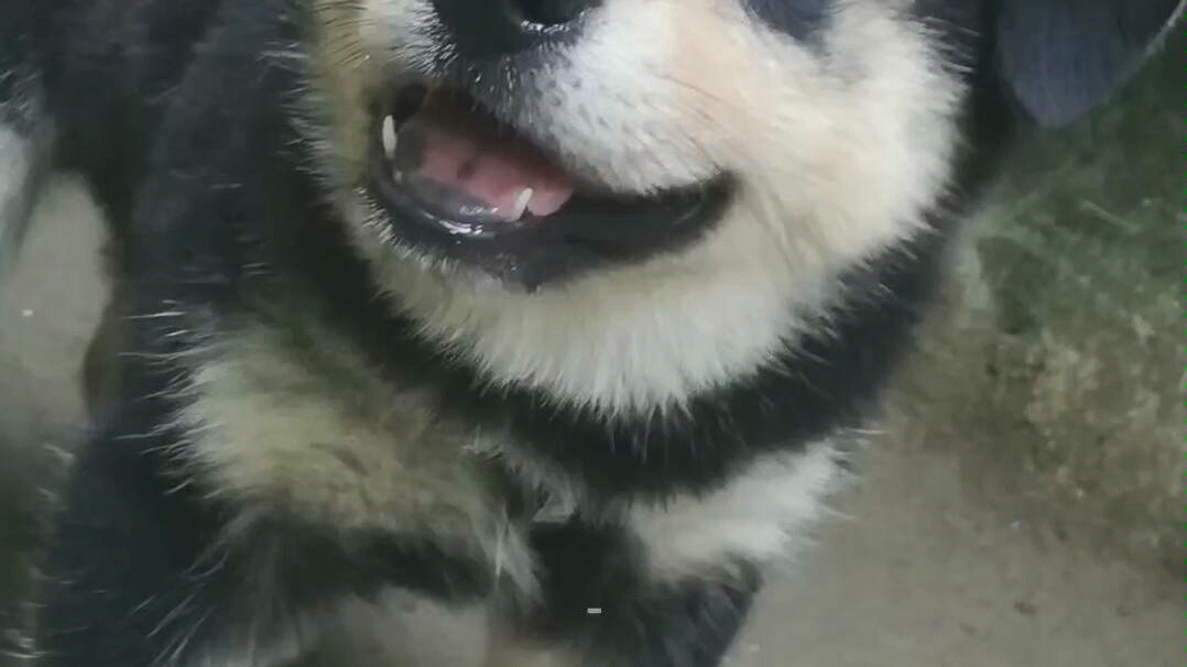 中华田园犬 之铁包银 前面是小时候的样子 最后一张是成年后的样子