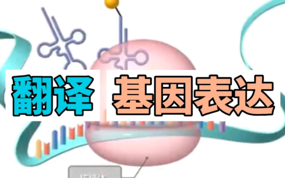 基因表达翻译过程哔哩哔哩bilibili