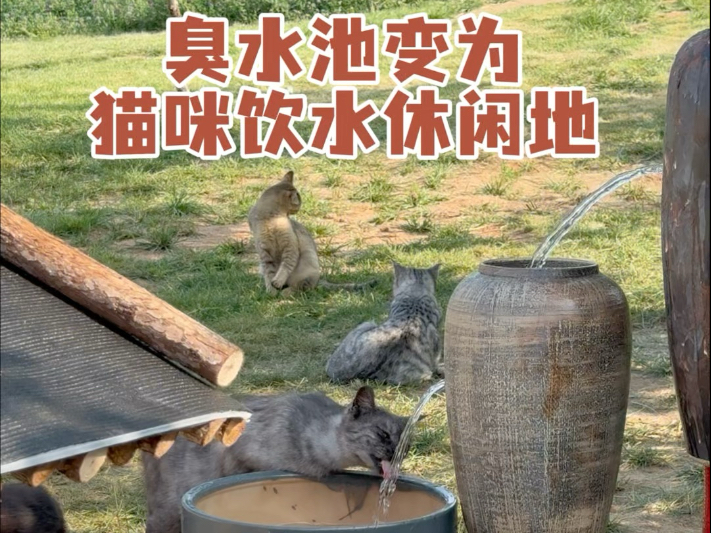 不论大猫还是小猫 都是小朋友，不知哪里水是干净的