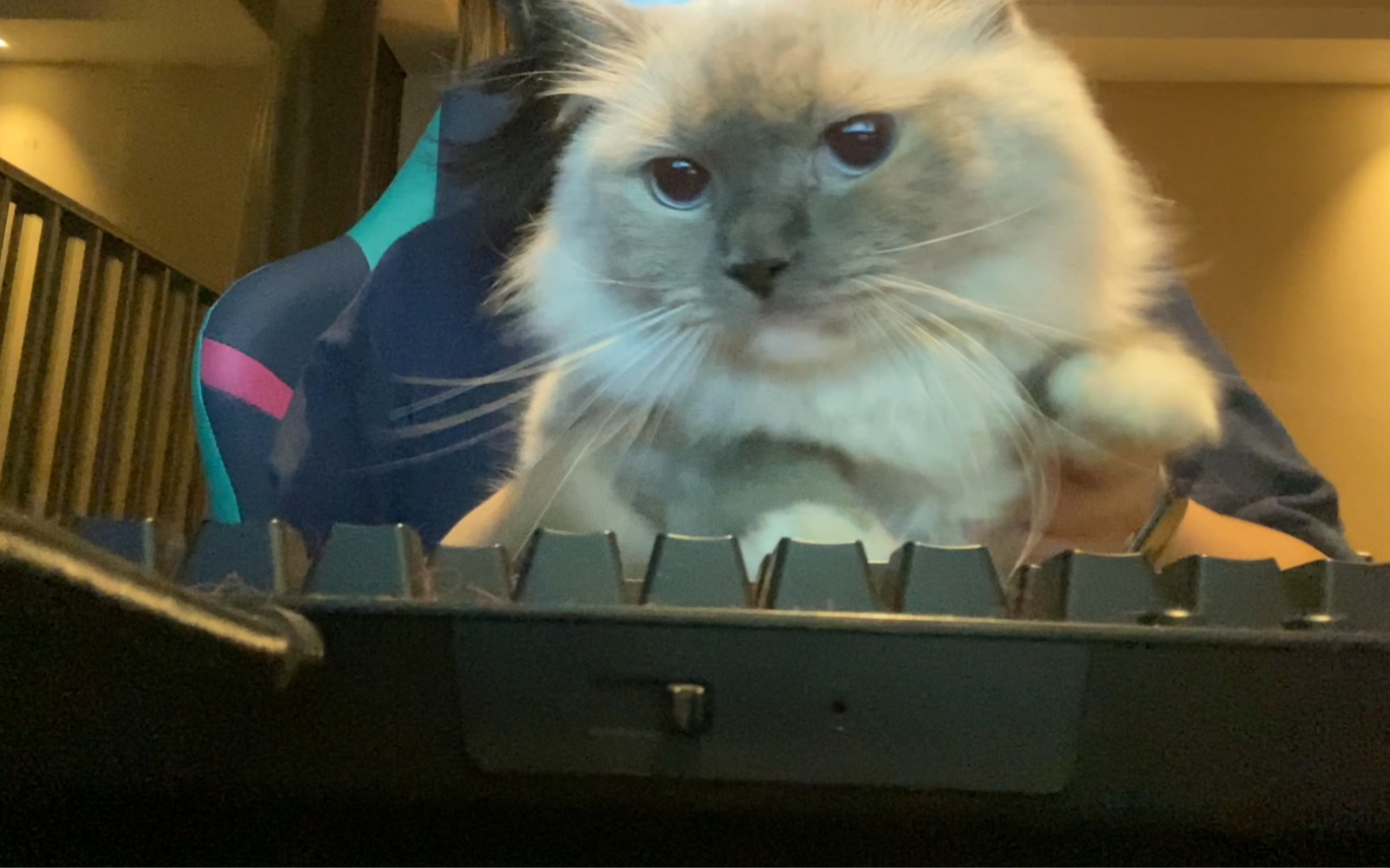 小猫敲键盘敲到生气
