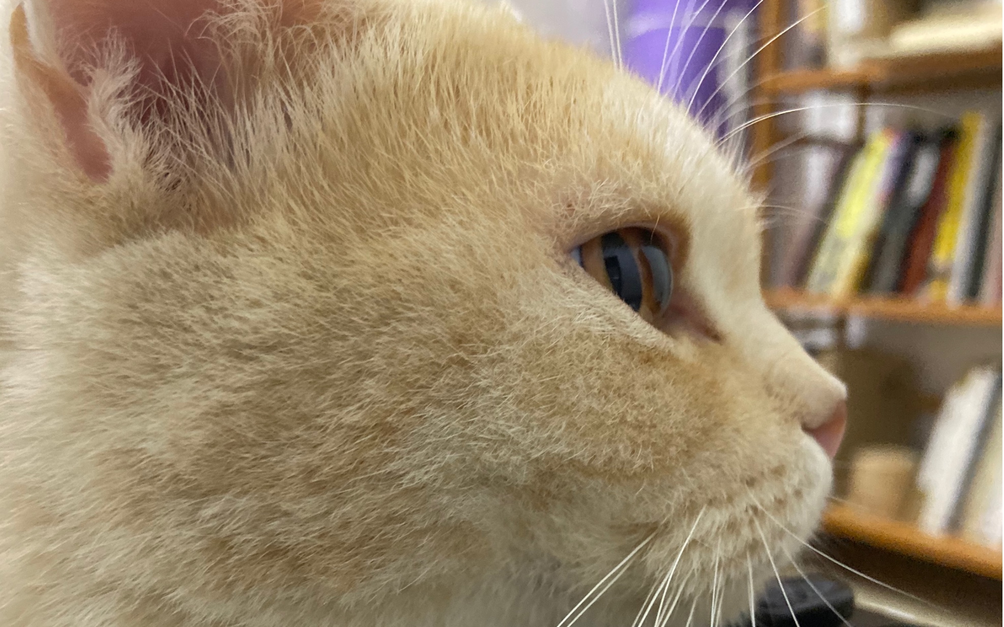 我家小宝贝菊猫大菊猫它的名字叫咪咪哦