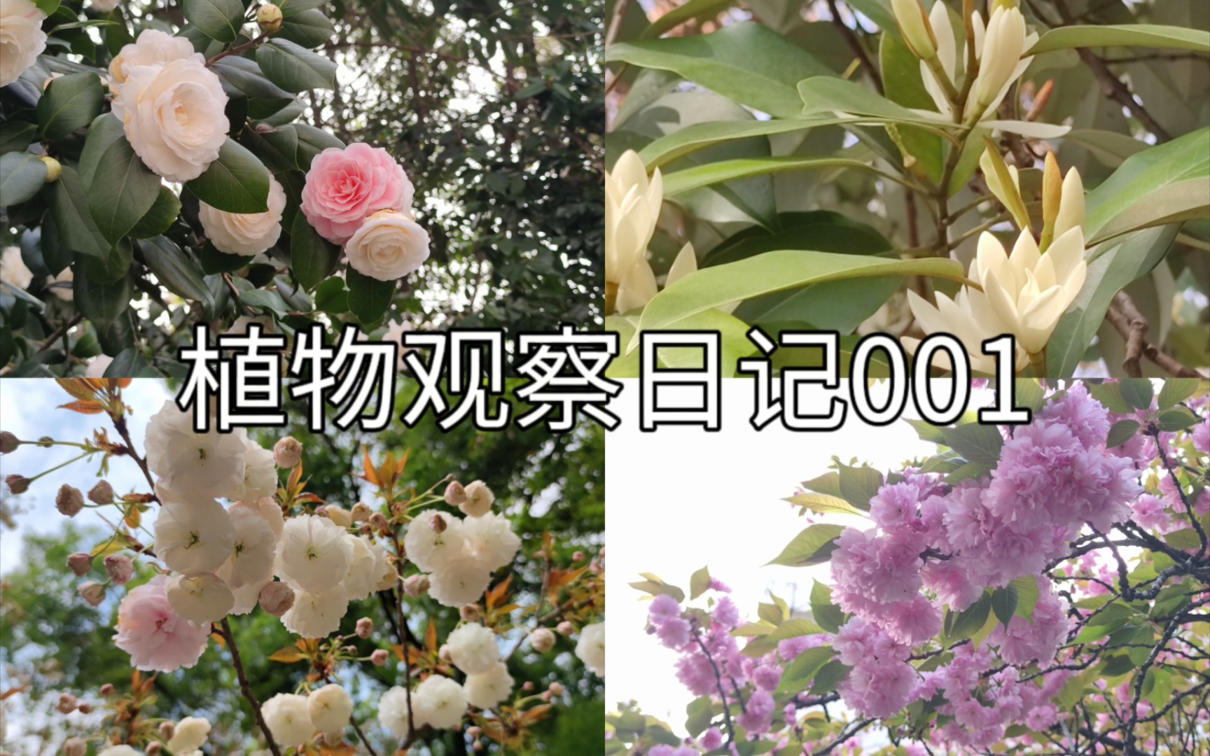 【植物观察日记001】校园里的二三月哔哩哔哩bilibili