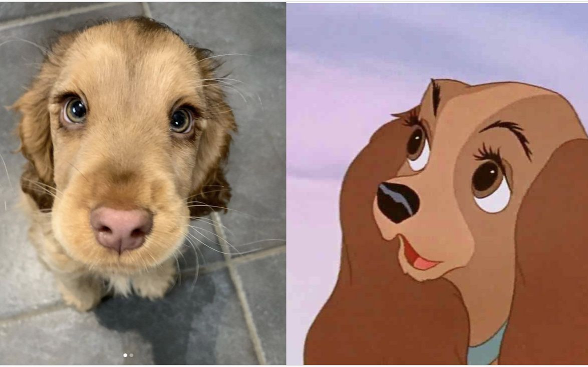迪士尼里面的狗图片