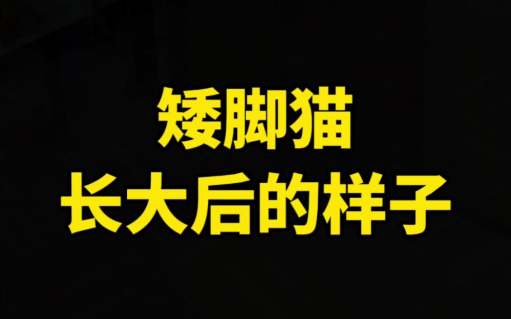 来看看矮脚猫长大后的样子,你家哈基米长大了是啥样的呢?哔哩哔哩bilibili