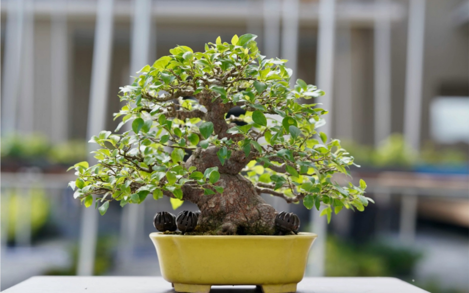 亦盆栽日本展会级小品杂木盆栽野茉莉日常修剪制作