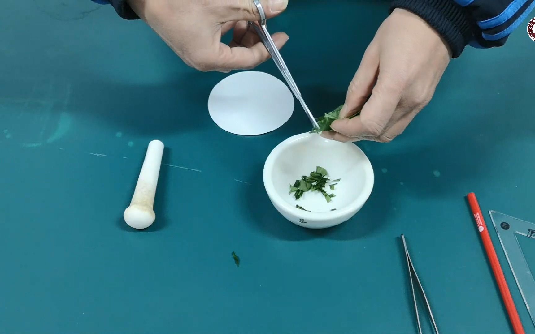 绿叶中色素的提取和分离