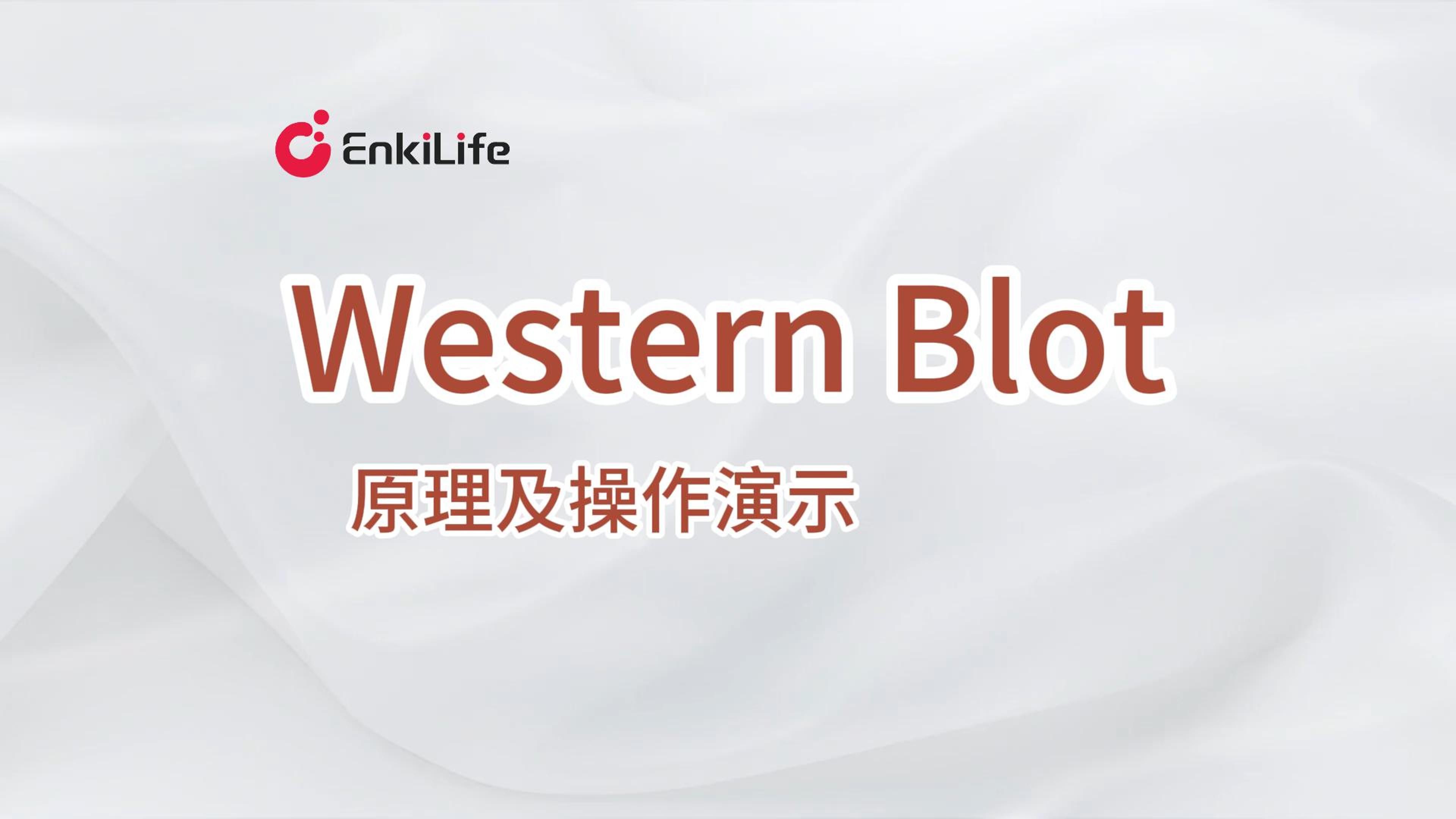 Western Blot(WB,蛋白质印迹法)原理及实验操作|新手小白保姆级教程!哔哩哔哩bilibili